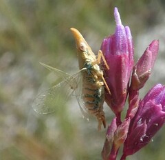 Rhynchomitra microrhina