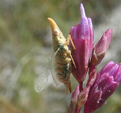 Rhynchomitra microrhina