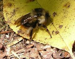 Bombus mixtus