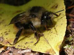 Bombus mixtus