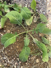 Berlandiera lyrata