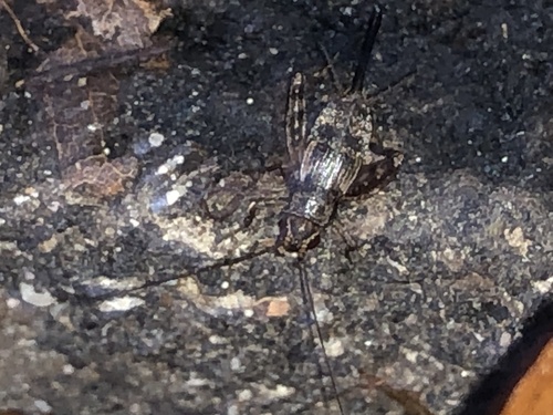 Spotted Ground Cricket photo 2