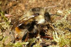 Bombus mixtus