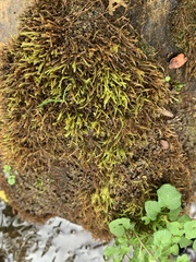 Hygrohypnella ochracea