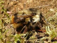Bombus mixtus