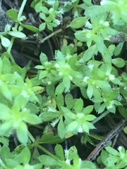 Galium murale