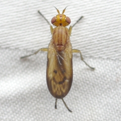 Tetanocera