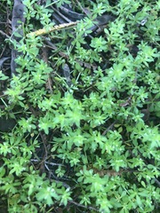Galium murale