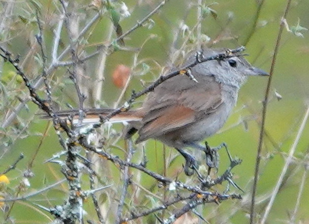Pale-tailed Canastero (Asthenes huancavelicae), photo 9