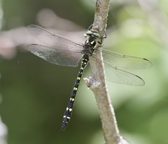 Cordulegaster maculata