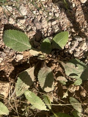 Berlandiera lyrata