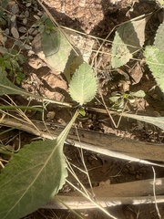 Berlandiera lyrata