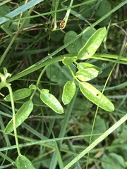 Clematis microphylla