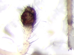 Enoplognatha mandibularis