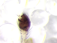 Enoplognatha mandibularis