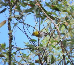 Vireo flavifrons