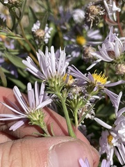 Symphyotrichum ascendens