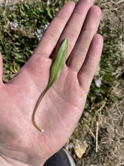 Symphyotrichum ascendens