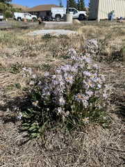 Symphyotrichum ascendens
