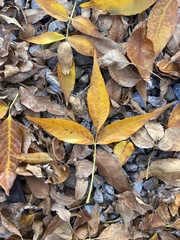 Populus angustifolia
