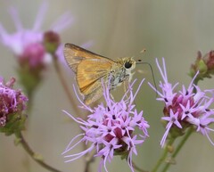 Hesperia meskei