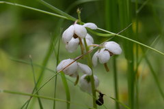 Pyrola elliptica