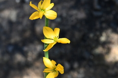 Echeandia mexicana