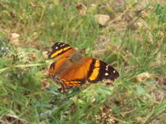 Hypanartia bella