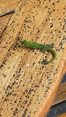 Phelsuma laticauda laticauda