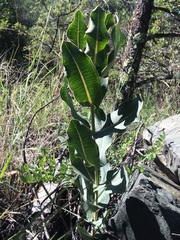 Asclepias elata