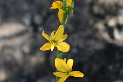 Echeandia mexicana