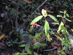Lobelia cardinalis