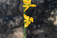 Echeandia mexicana