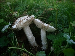 Tricholomella constricta