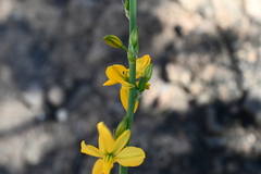 Echeandia mexicana