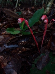 Monotropa coccinea