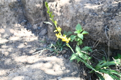 Echeandia mexicana
