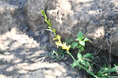 Echeandia mexicana
