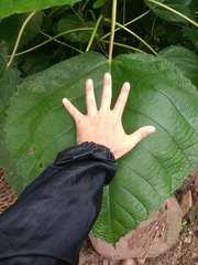 Urera baccifera