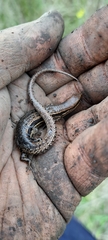 Lampropholis delicata