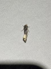 Acontiinae