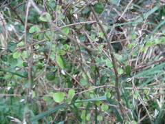 Helichrysum lanceolatum