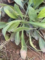 Gaillardia pulchella