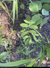 Euphorbia pediculifera
