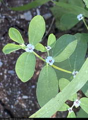 Euphorbia pediculifera