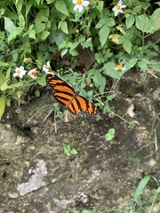 Eresia phillyra phillyra