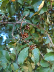 Lagerstroemia indica