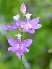 Calopogon tuberosus