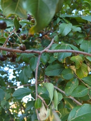 Lagerstroemia indica