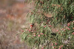 Epthianura tricolor
